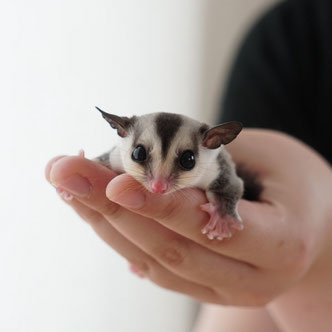 テーブルの上でこっちを見るフクロモモンガの赤ちゃん