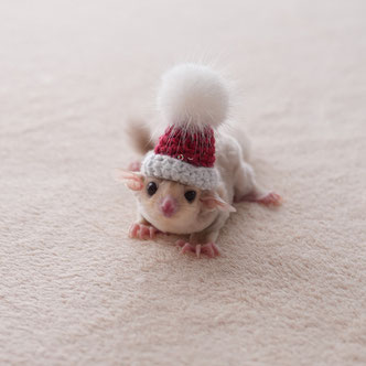 テーブルの上でこっちを見るフクロモモンガの赤ちゃん