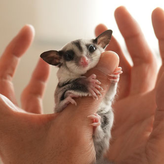 テーブルの上でこっちを見るフクロモモンガの赤ちゃん