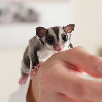テーブルの上でこっちを見るフクロモモンガの赤ちゃん
