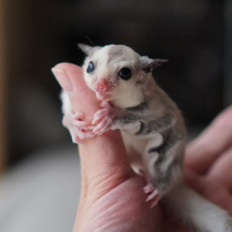 テーブルの上でこっちを見るフクロモモンガの赤ちゃん