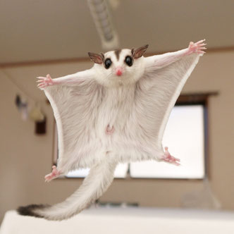 テーブルの上でこっちを見るフクロモモンガの赤ちゃん