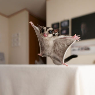 テーブルの上でこっちを見るフクロモモンガの赤ちゃん