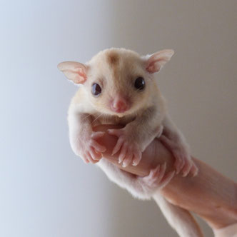 テーブルの上でこっちを見るフクロモモンガの赤ちゃん