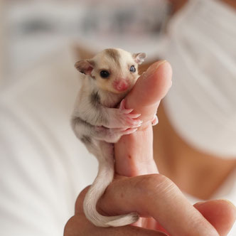 テーブルの上でこっちを見るフクロモモンガの赤ちゃん