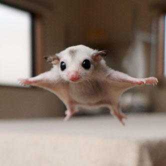 テーブルの上でこっちを見るフクロモモンガの赤ちゃん