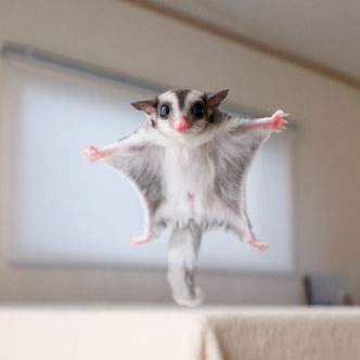 テーブルの上でこっちを見るフクロモモンガの赤ちゃん