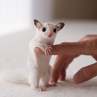 テーブルの上でこっちを見るフクロモモンガの赤ちゃん