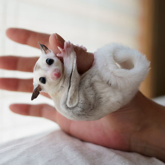 テーブルの上でこっちを見るフクロモモンガの赤ちゃん