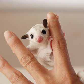 テーブルの上でこっちを見るフクロモモンガの赤ちゃん