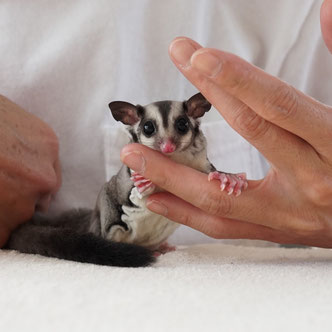 テーブルの上でこっちを見るフクロモモンガの赤ちゃん