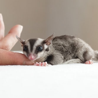 テーブルの上でこっちを見るフクロモモンガの赤ちゃん