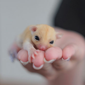 テーブルの上でこっちを見るフクロモモンガの赤ちゃん