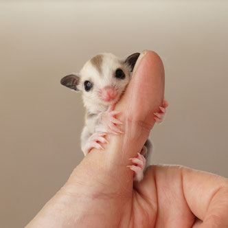 テーブルの上でこっちを見るフクロモモンガの赤ちゃん