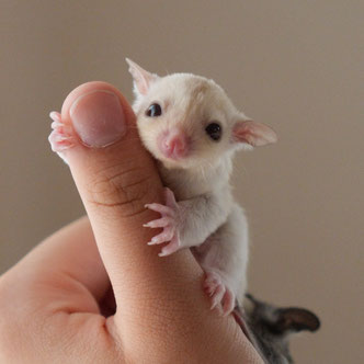 テーブルの上でこっちを見るフクロモモンガの赤ちゃん