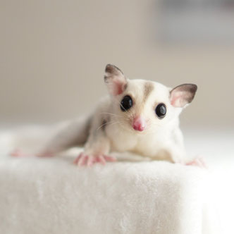 テーブルの上でこっちを見るフクロモモンガの赤ちゃん