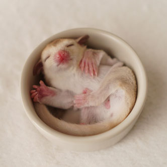 テーブルの上でこっちを見るフクロモモンガの赤ちゃん