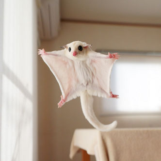 テーブルの上でこっちを見るフクロモモンガの赤ちゃん