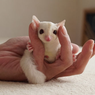 テーブルの上でこっちを見るフクロモモンガの赤ちゃん