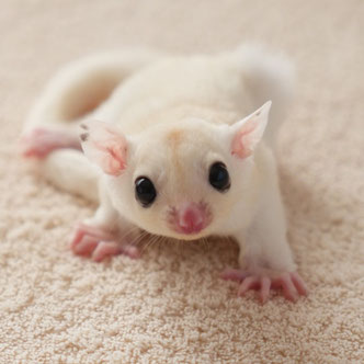 テーブルの上でこっちを見るフクロモモンガの赤ちゃん