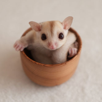 テーブルの上でこっちを見るフクロモモンガの赤ちゃん