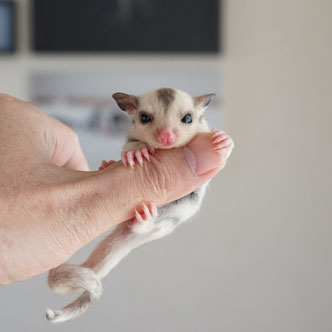 テーブルの上でこっちを見るフクロモモンガの赤ちゃん