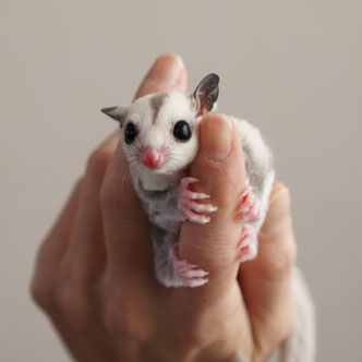 テーブルの上でこっちを見るフクロモモンガの赤ちゃん