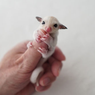 テーブルの上でこっちを見るフクロモモンガの赤ちゃん