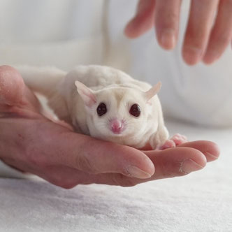 テーブルの上でこっちを見るフクロモモンガの赤ちゃん