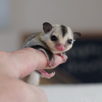 テーブルの上でこっちを見るフクロモモンガの赤ちゃん