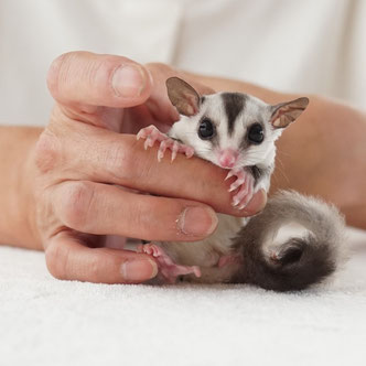 テーブルの上でこっちを見るフクロモモンガの赤ちゃん