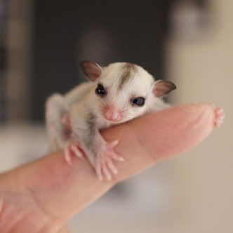 テーブルの上でこっちを見るフクロモモンガの赤ちゃん