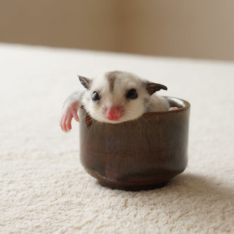 テーブルの上でこっちを見るフクロモモンガの赤ちゃん