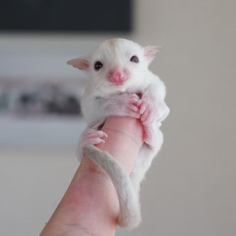 テーブルの上でこっちを見るフクロモモンガの赤ちゃん