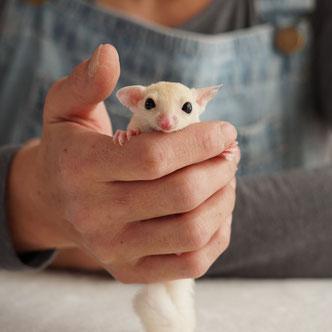 テーブルの上でこっちを見るフクロモモンガの赤ちゃん