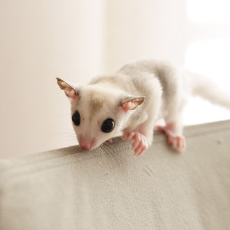 テーブルの上でこっちを見るフクロモモンガの赤ちゃん