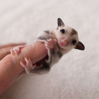 テーブルの上でこっちを見るフクロモモンガの赤ちゃん