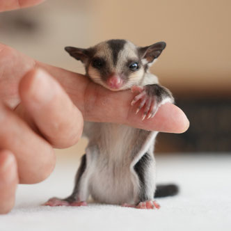 テーブルの上でこっちを見るフクロモモンガの赤ちゃん