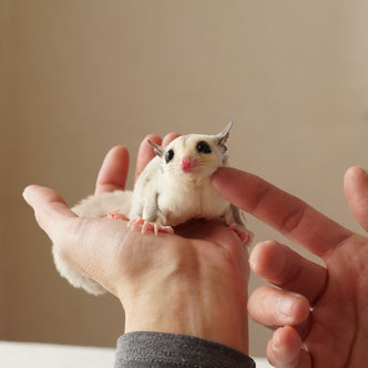 テーブルの上でこっちを見るフクロモモンガの赤ちゃん