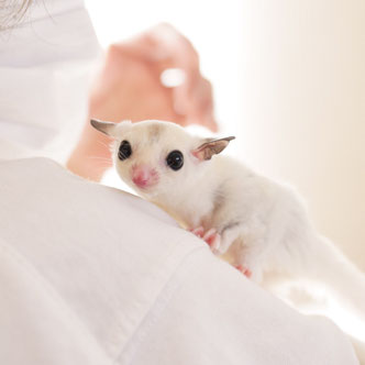 テーブルの上でこっちを見るフクロモモンガの赤ちゃん
