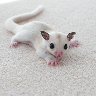 テーブルの上でこっちを見るフクロモモンガの赤ちゃん