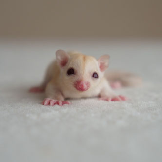 テーブルの上でこっちを見るフクロモモンガの赤ちゃん