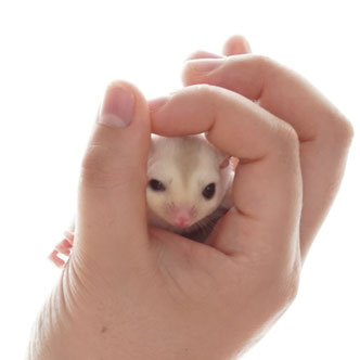 テーブルの上でこっちを見るフクロモモンガの赤ちゃん