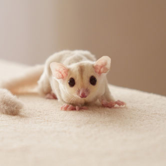 テーブルの上でこっちを見るフクロモモンガの赤ちゃん