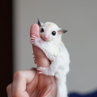 テーブルの上でこっちを見るフクロモモンガの赤ちゃん