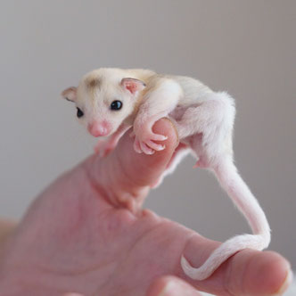 テーブルの上でこっちを見るフクロモモンガの赤ちゃん