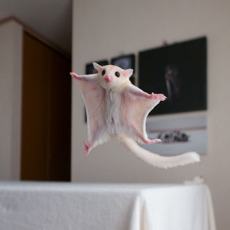テーブルの上でこっちを見るフクロモモンガの赤ちゃん