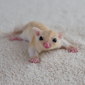 テーブルの上でこっちを見るフクロモモンガの赤ちゃん