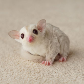 テーブルの上でこっちを見るフクロモモンガの赤ちゃん