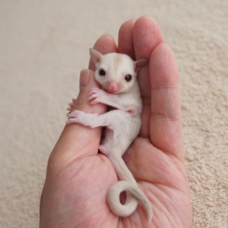 テーブルの上でこっちを見るフクロモモンガの赤ちゃん